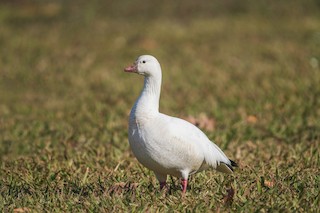Ross's Goose, ML286900921