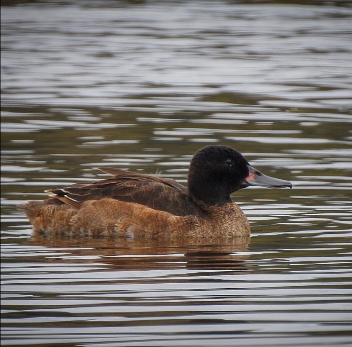Black-headed Duck - ML286901381