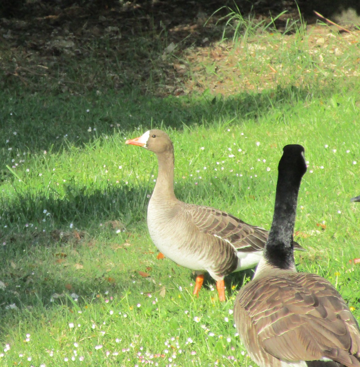 Greater White-fronted Goose - ML28690141