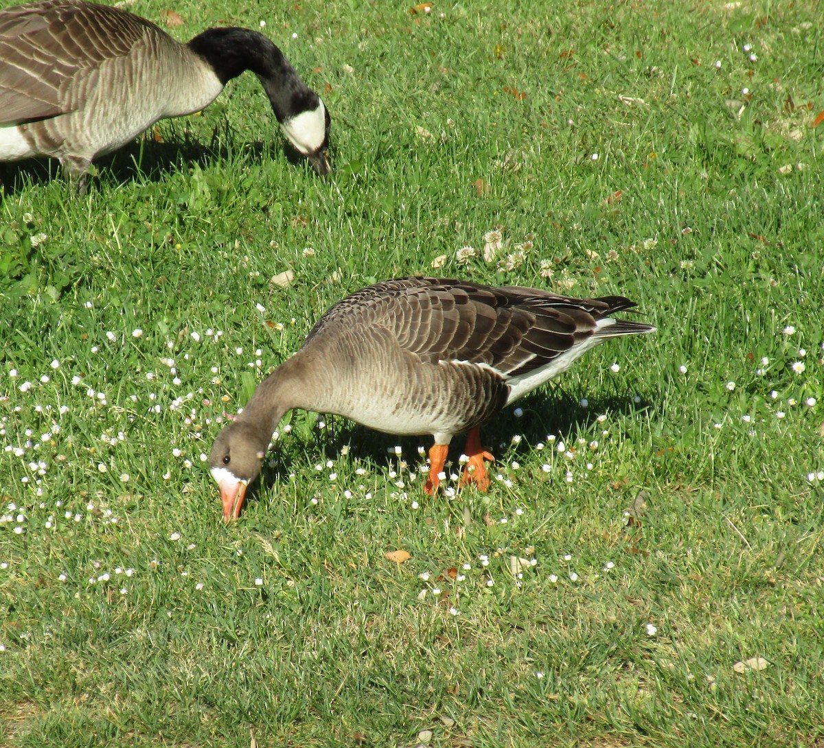 Greater White-fronted Goose - ML28690221