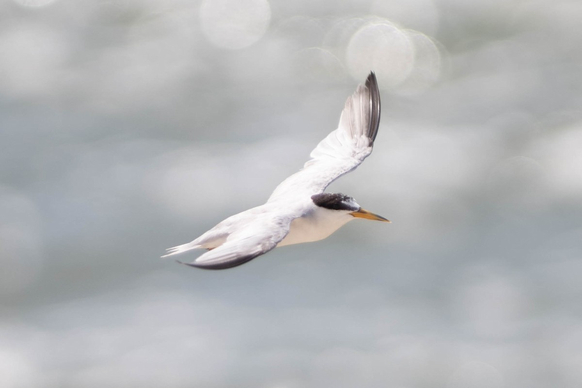 Least Tern - Jordan Broadhead