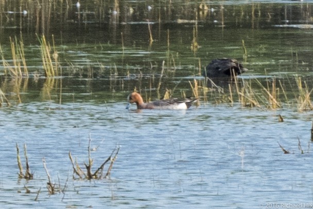 Eurasian Wigeon - ML28690961