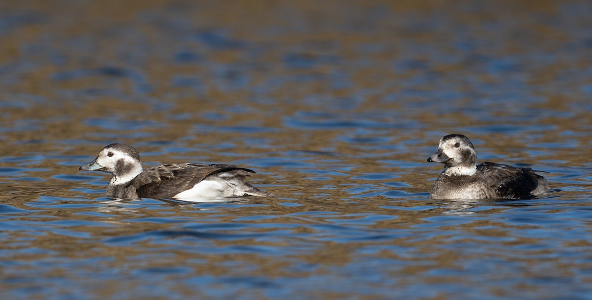Long-tailed Duck - ML286910501