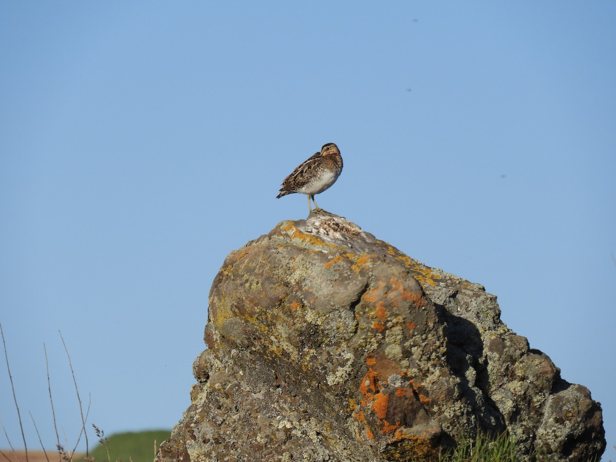 Wilson's Snipe - ML286912011