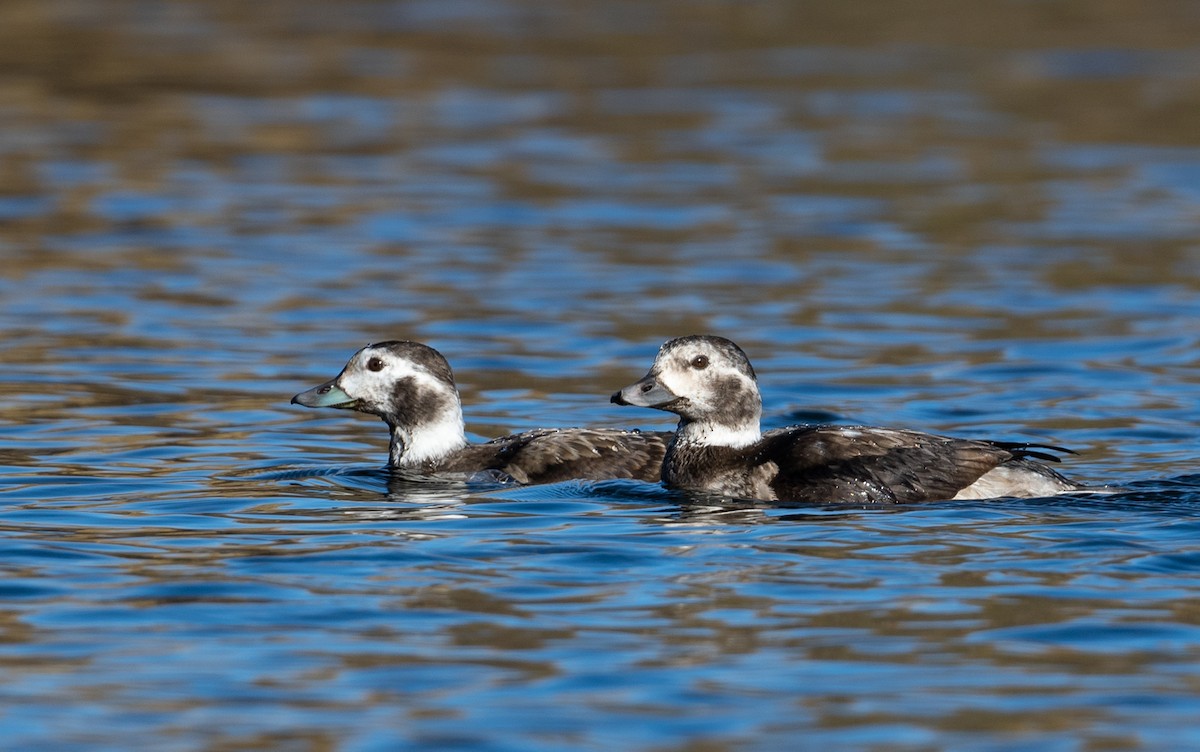 Long-tailed Duck - ML286912551