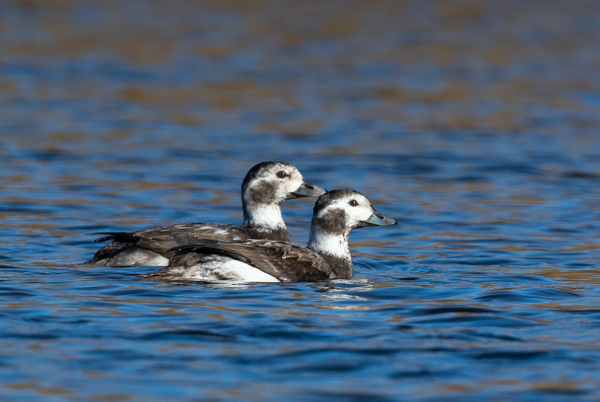 Long-tailed Duck - ML286912601