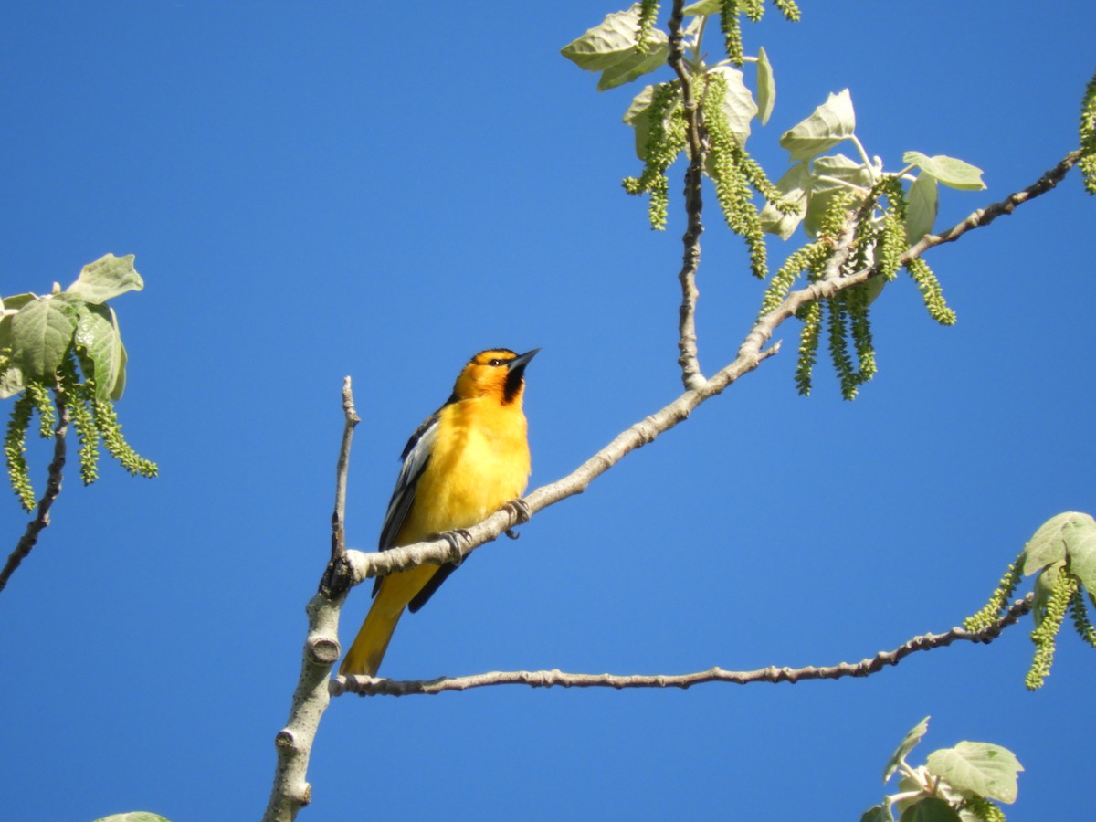 Bullock's Oriole - ML286912941