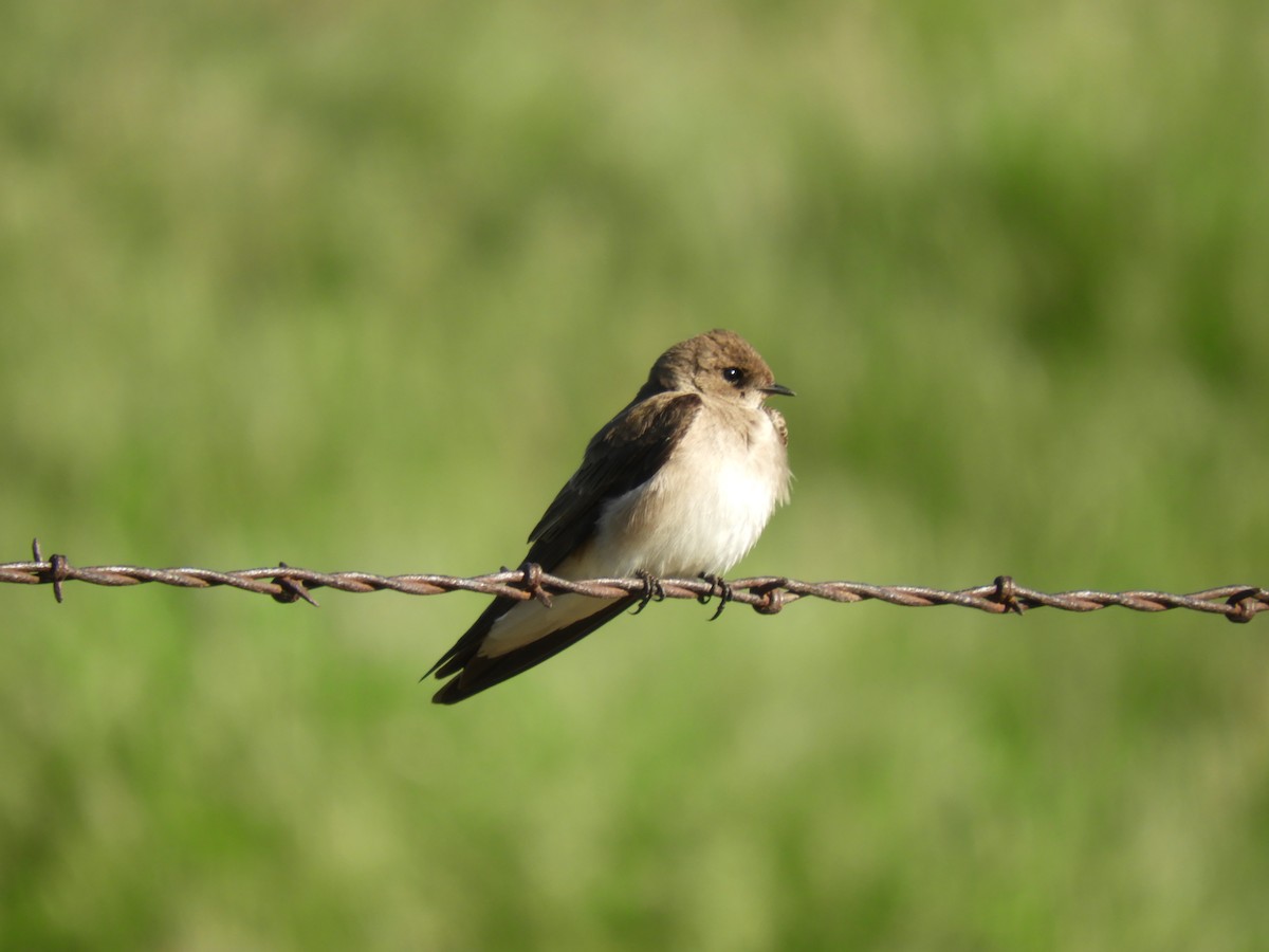 Northern Rough-winged Swallow - ML286913201