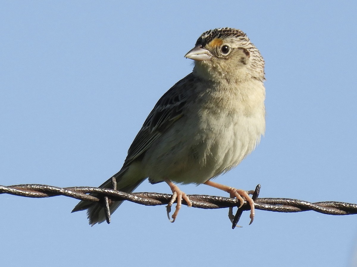 Grasshopper Sparrow - ML286913781