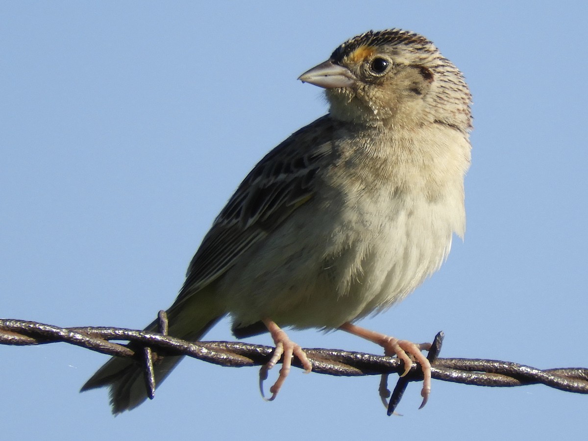 Grasshopper Sparrow - ML286913801