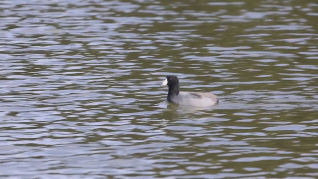 American Coot (Red-shielded) - ML286916281