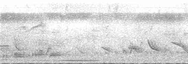 Perlita Tropical (plumbiceps/anteocularis) - ML286918