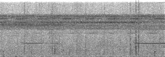Weißmasken-Ameisenvogel - ML286920021