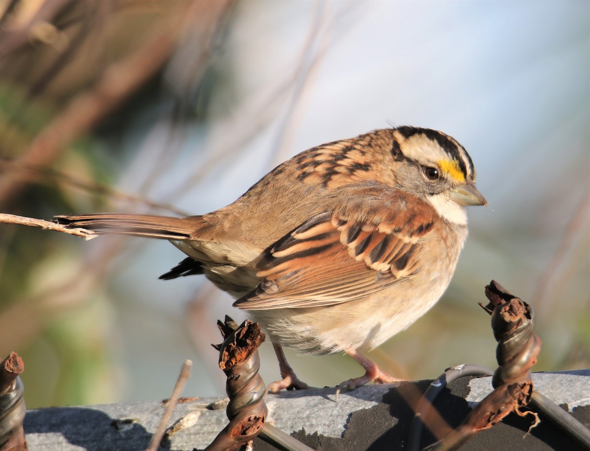 White-throated Sparrow - Jim Stasz