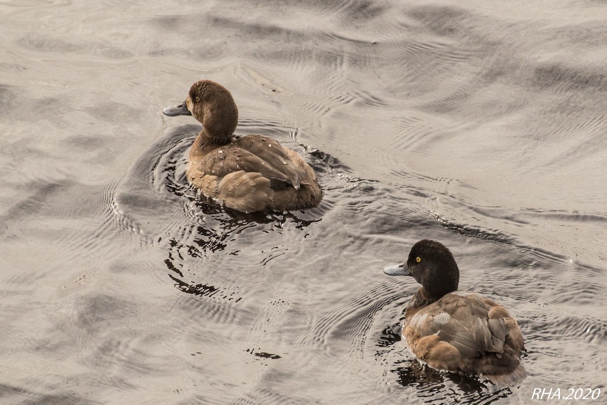 Greater Scaup - ML286922721
