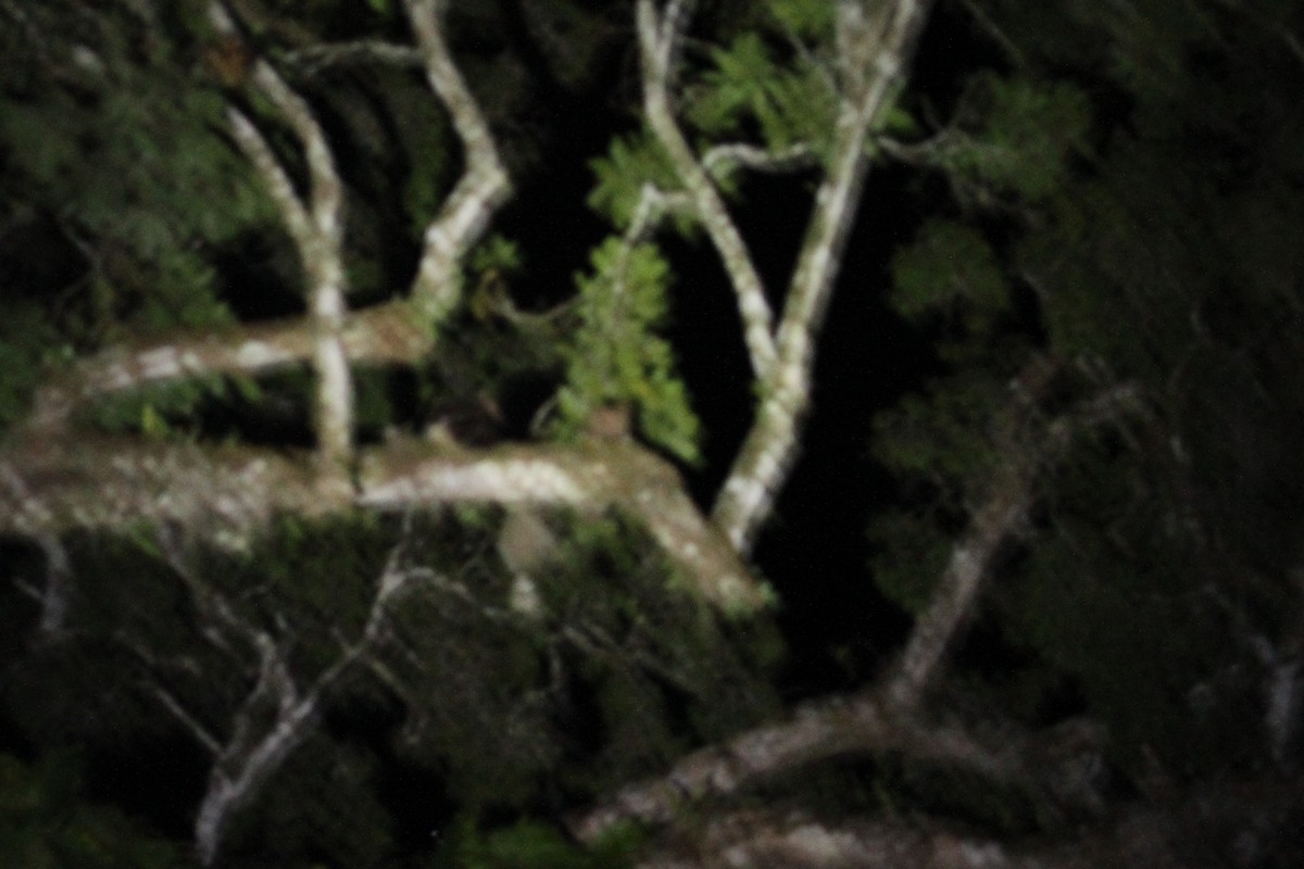 Пугач гвінейський (підвид vosseleri) - ML286923871