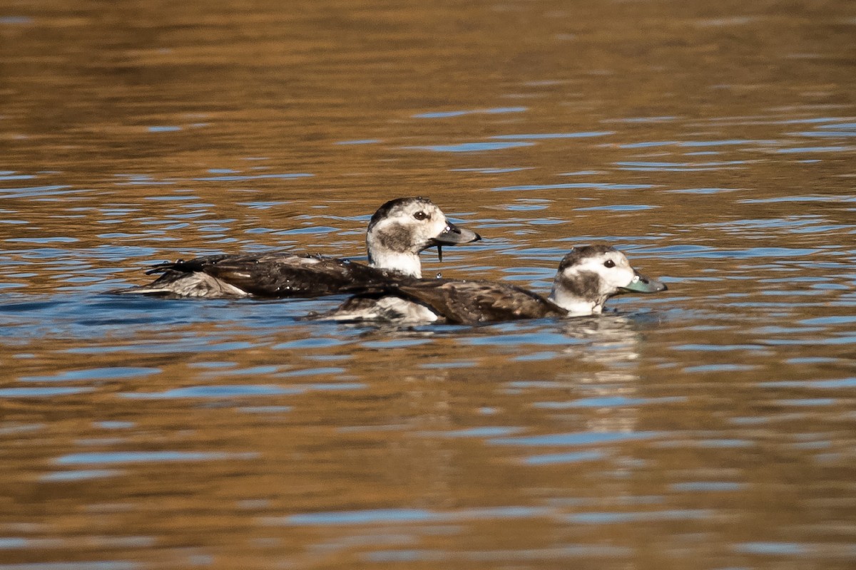 Long-tailed Duck - ML286924171