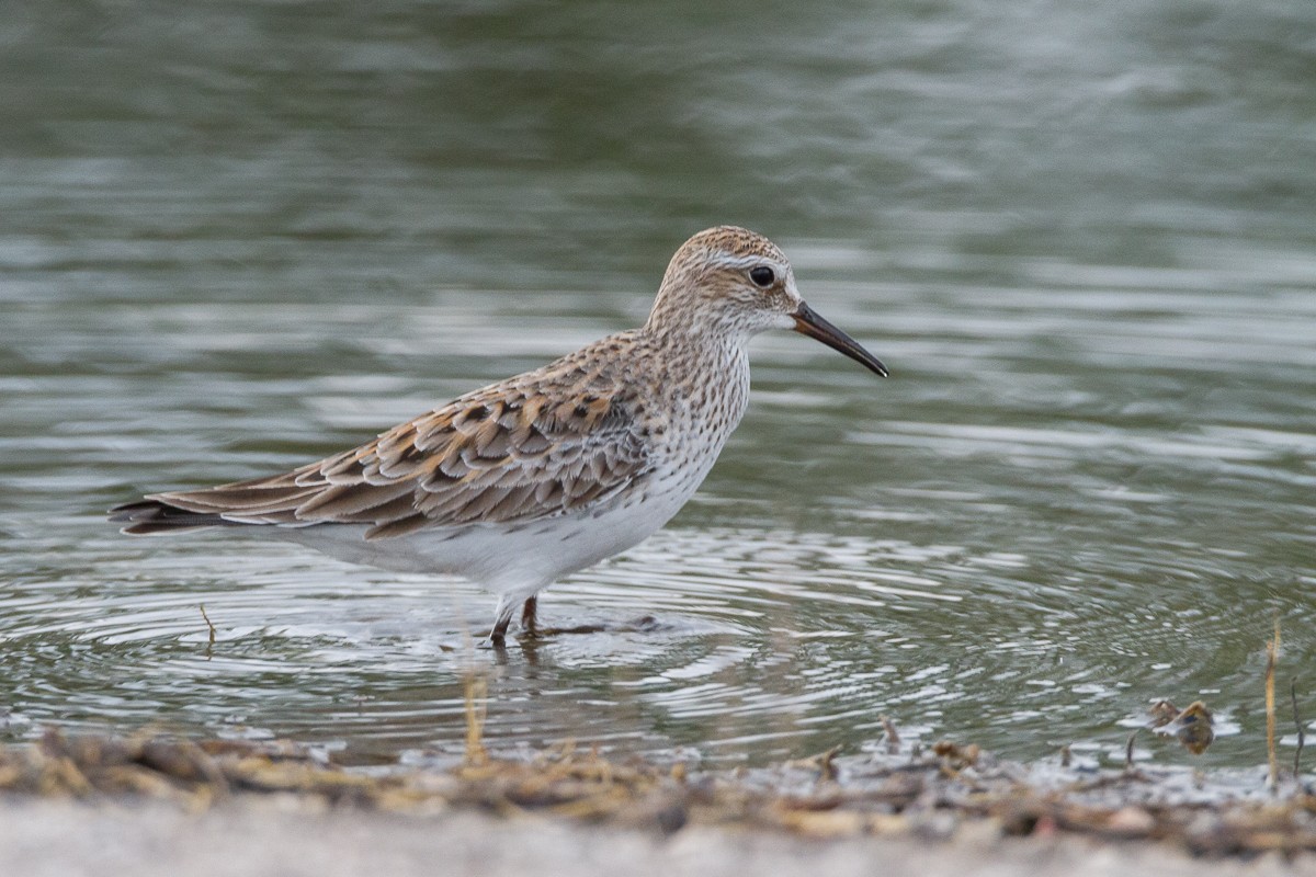 White-rumped Sandpiper - Terry Woodward
