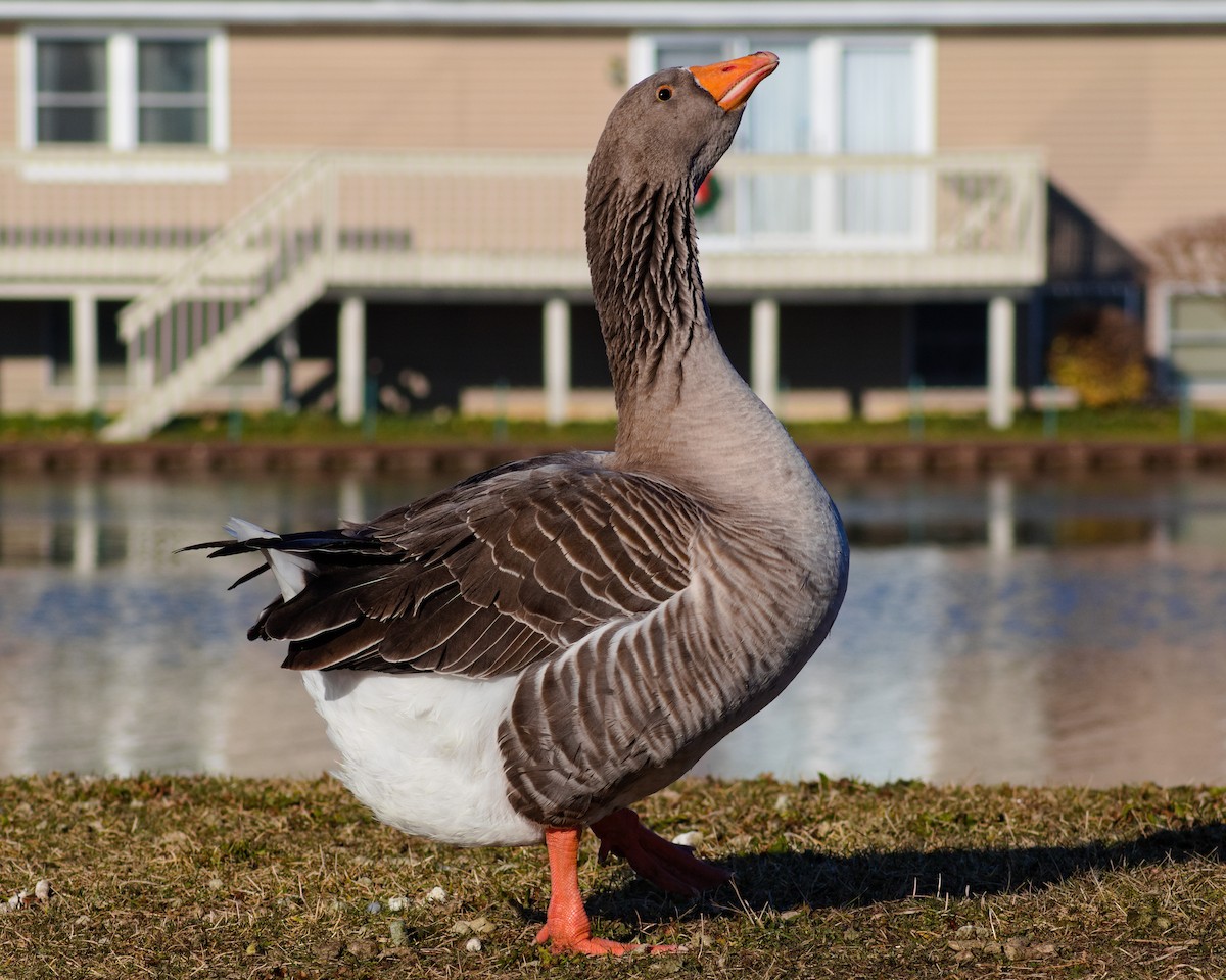 Graylag Goose (Domestic type) - ML286930881