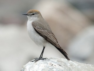  - White-browed Ground-Tyrant