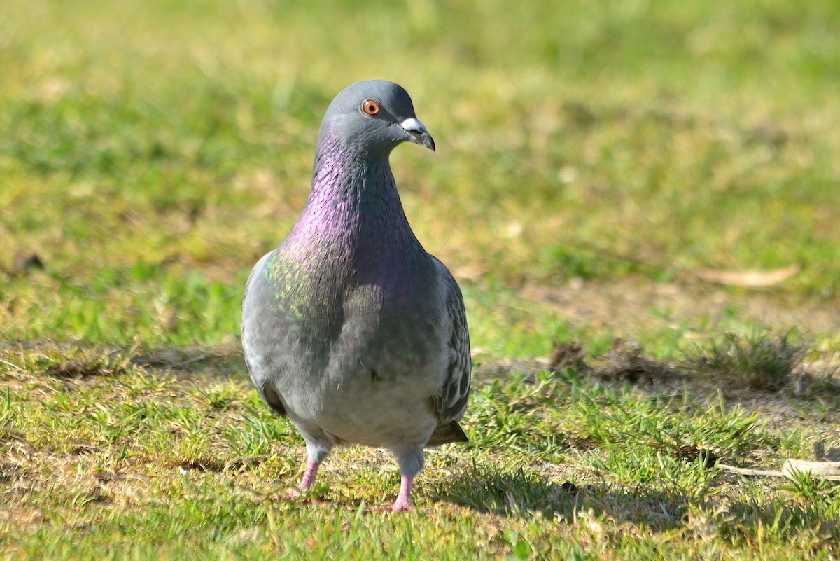 Rock Pigeon (Feral Pigeon) - James Chapman