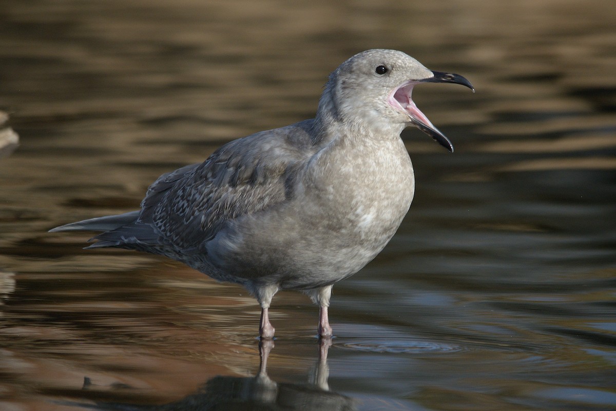 Glaucous-winged Gull - James Chapman