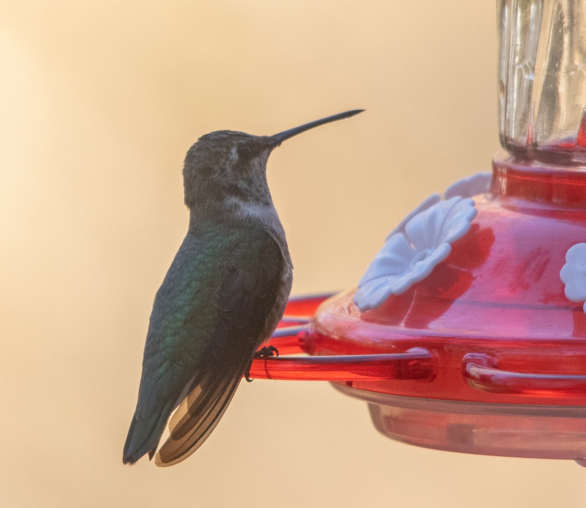Black-chinned Hummingbird - ML286941091