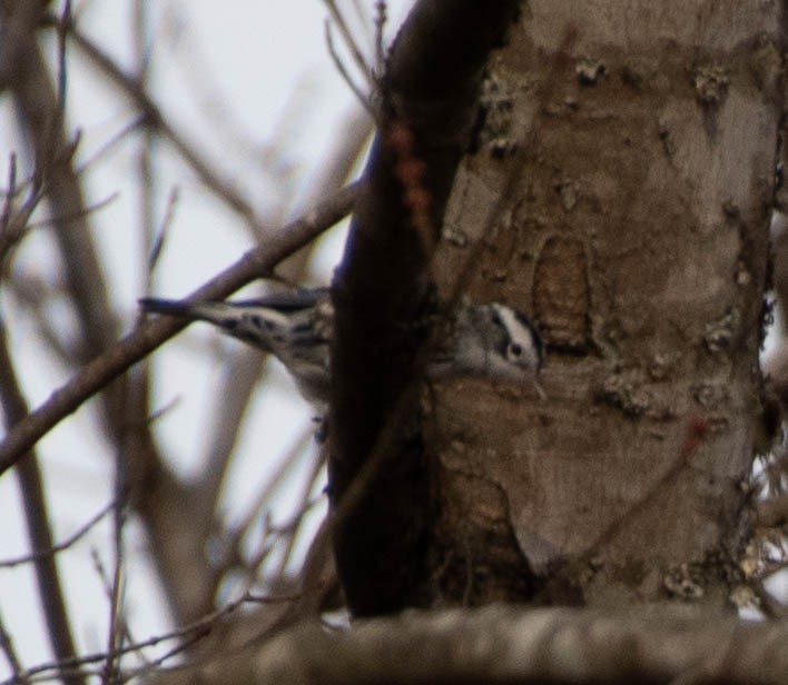 Black-and-white Warbler - Suzanne Cadwell