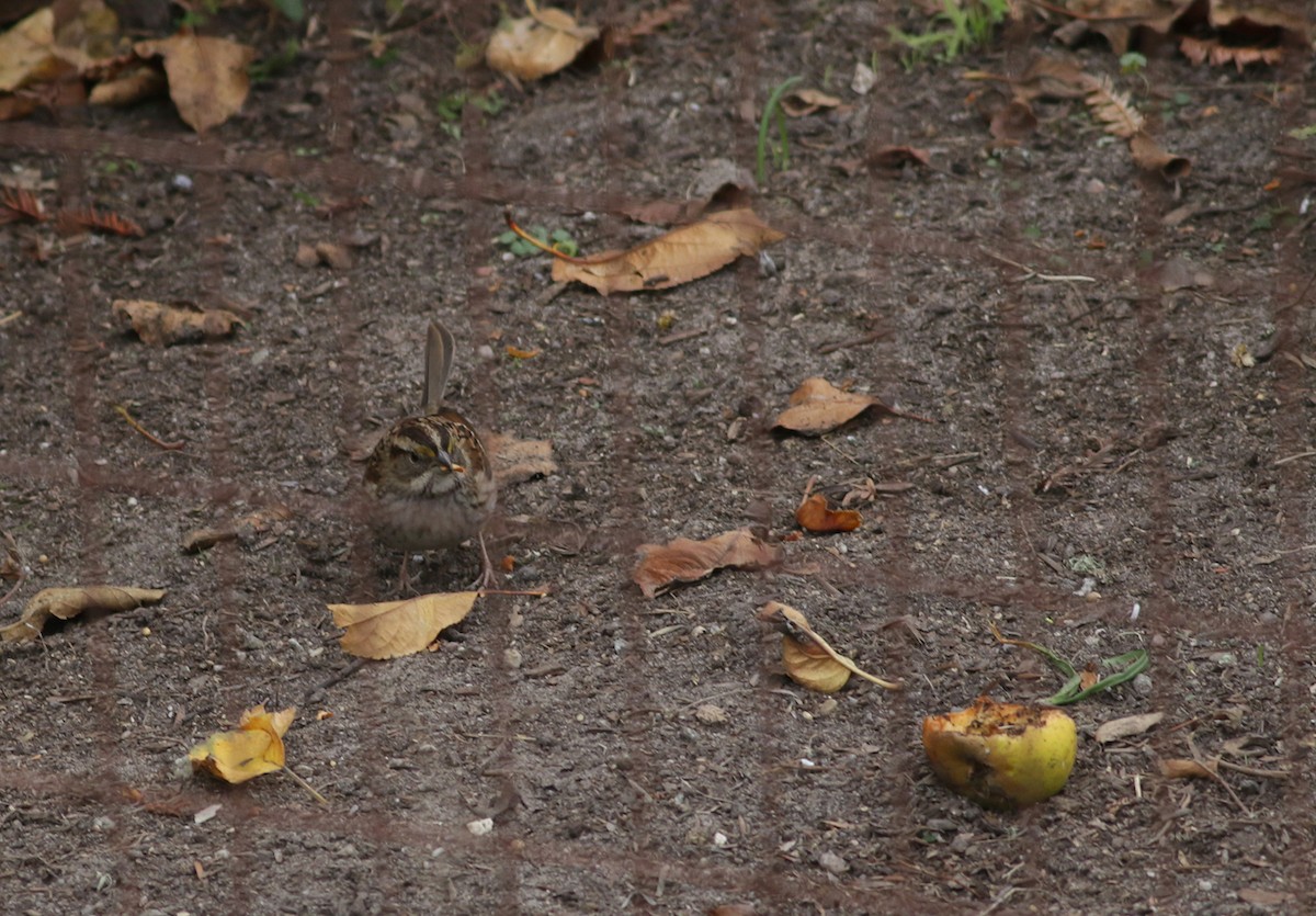White-throated Sparrow - ML286946681