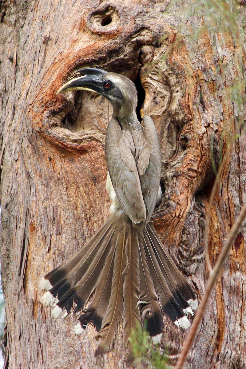 Indian Gray Hornbill - ML28694811