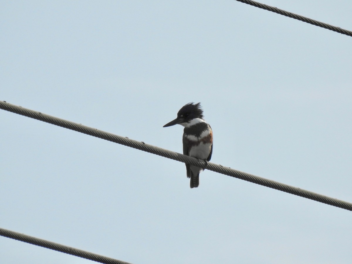 Belted Kingfisher - Andy Kleinhesselink