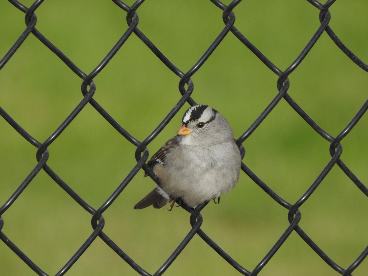 White-crowned Sparrow - Andy Kleinhesselink