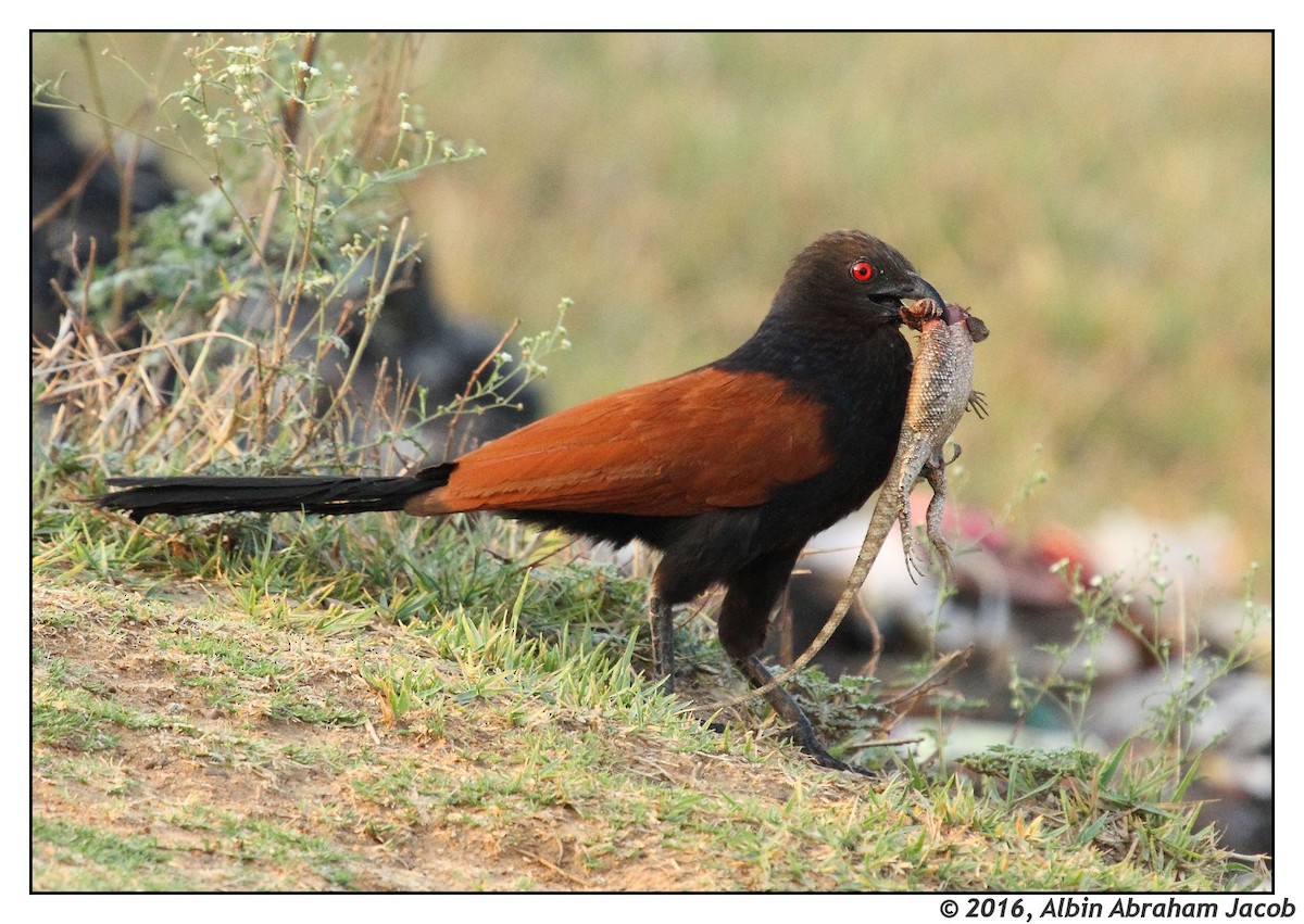 Greater Coucal - Albin Jacob