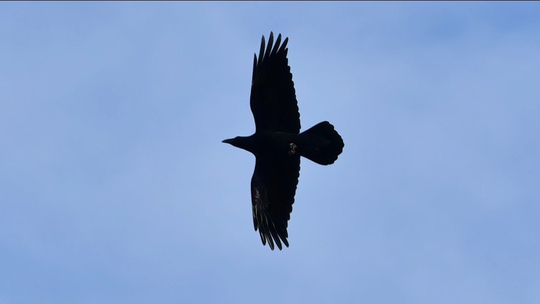 Common Raven - ML286950821