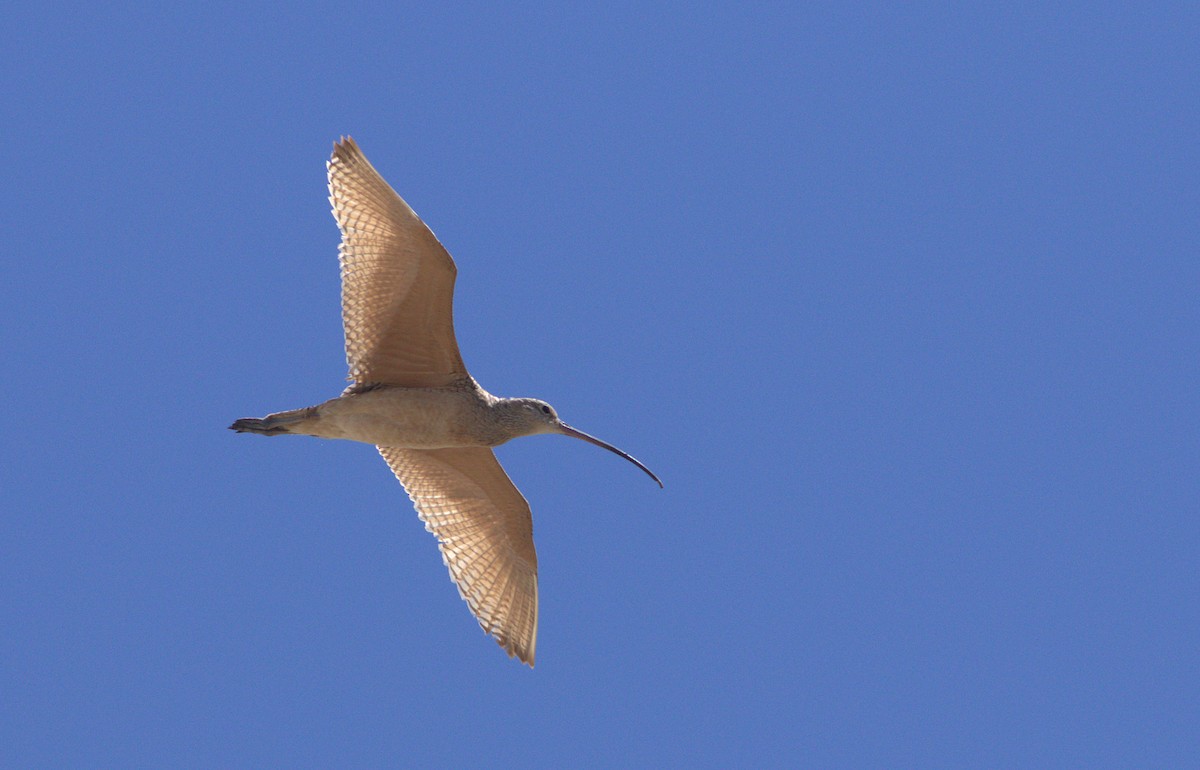 Long-billed Curlew - ML28695491