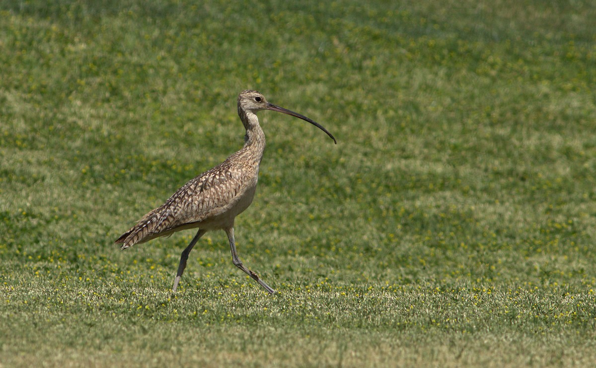Long-billed Curlew - ML28695501