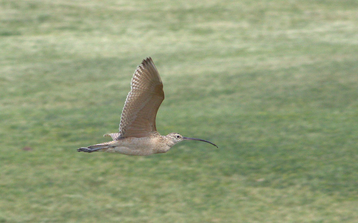 Long-billed Curlew - ML28695511