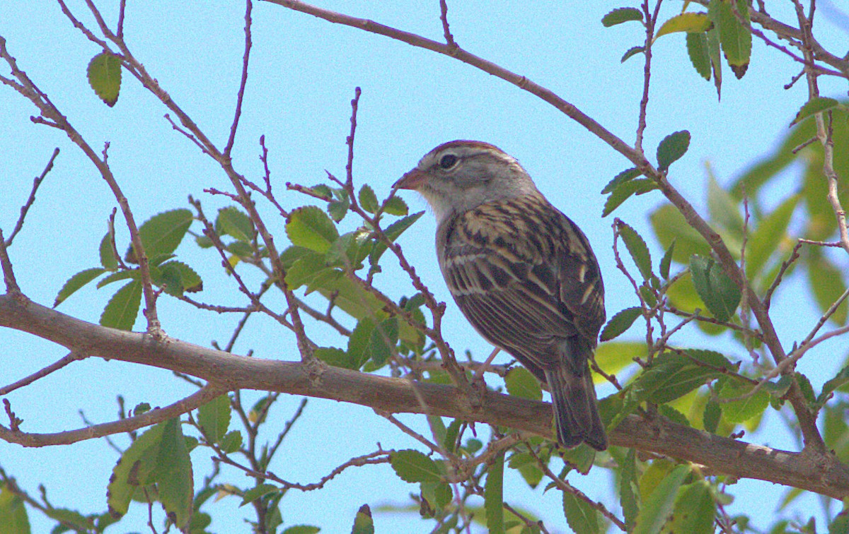 Chipping Sparrow - ML28695521