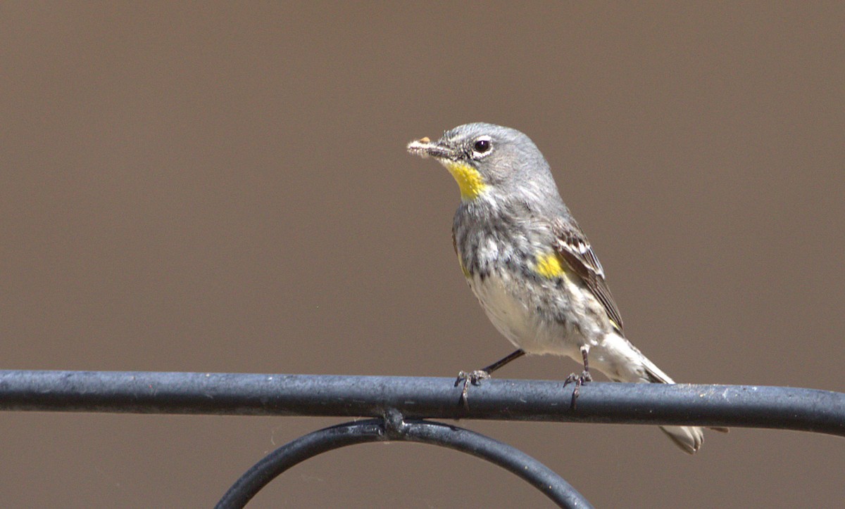 Yellow-rumped Warbler (Audubon's) - ML28695561