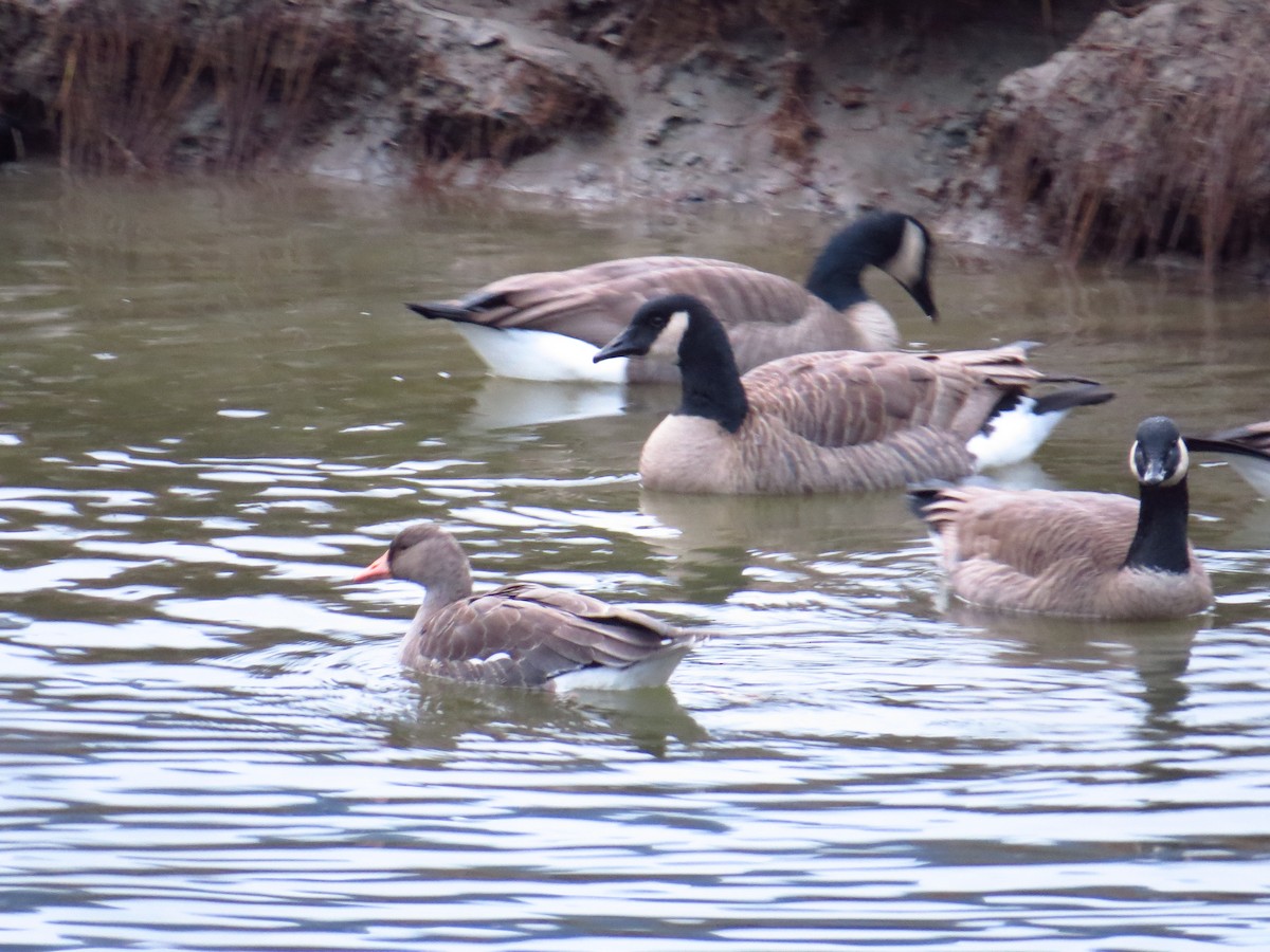 Greater White-fronted Goose - ML286959641
