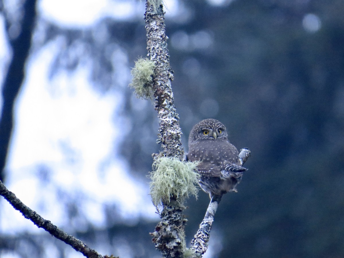 Northern Pygmy-Owl - ML286960461