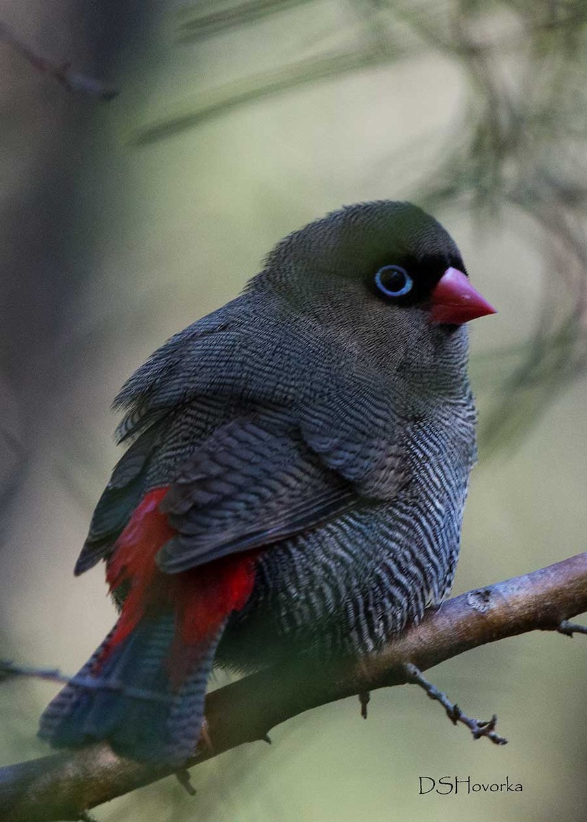 Beautiful Firetail - Nancy Auerbach and  Dirk Hovorka