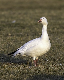 Snow Goose, ML286962301