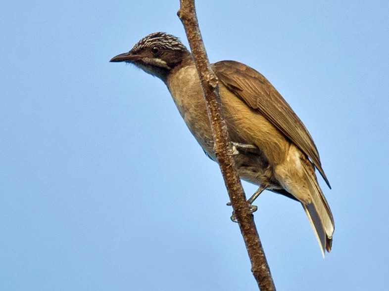 Streak-headed Honeyeater - Pycnopygius Stictocephalus - Birds Of The World