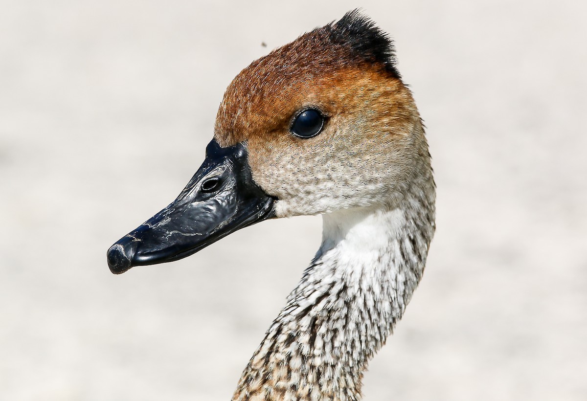 West Indian Whistling-Duck - ML28696711