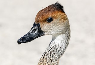 West Indian Whistling-Duck, ML28696711