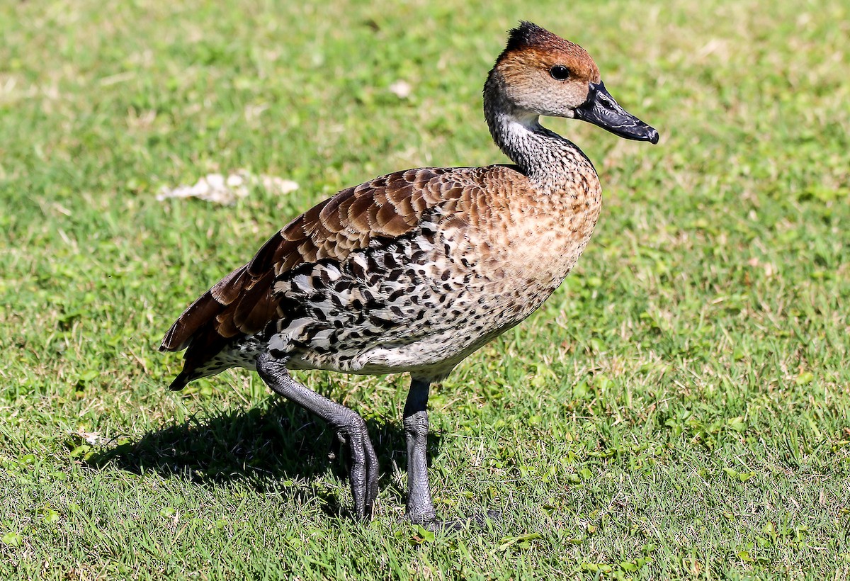 West Indian Whistling-Duck - ML28696721