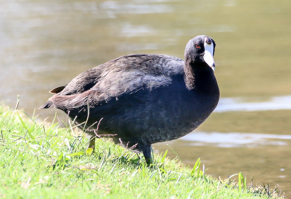 American Coot (Red-shielded) - ML28696781
