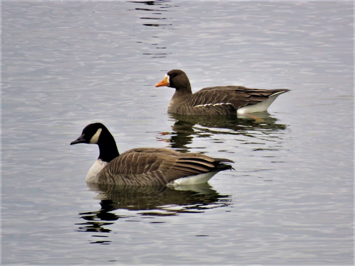Greater White-fronted Goose - Stacy Robinson