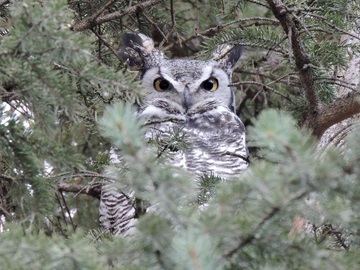 Great Horned Owl - ML286972891